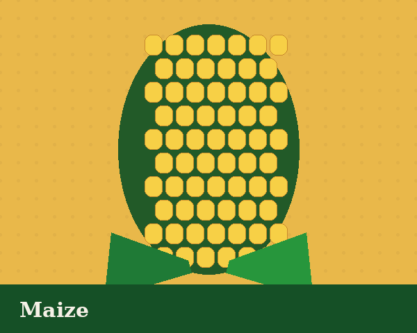 Maize